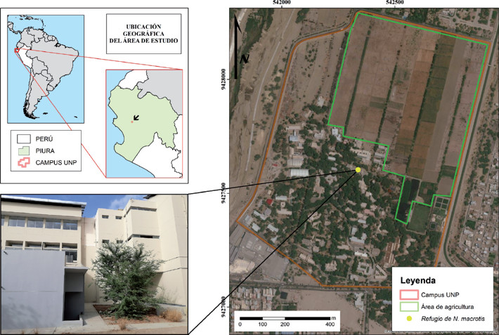 Mapa del campus de la Universidad Nacional de Piura (UNP). El punto amarillo indica un refugio de Nyctinomops macrotis.