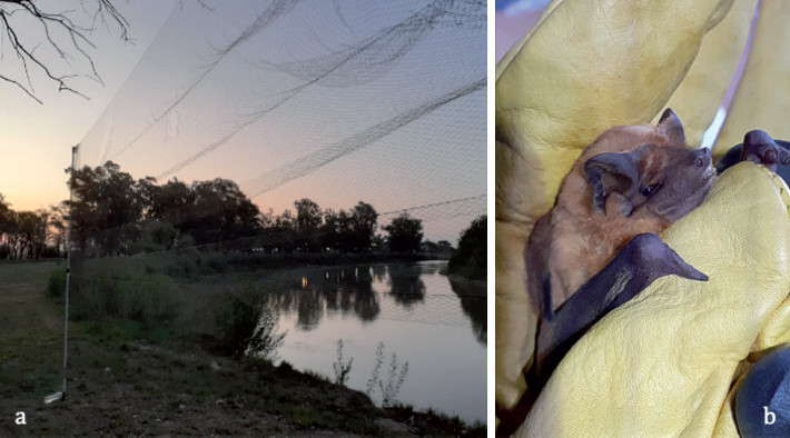a) Bank of the Carcarañá river, San José de la Esquina, Molossus melini collection site. b) Photo of the collected specimen of M. melini (MG-ZV-M:472).