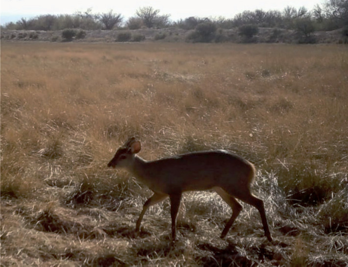 Corzuela parda (Subulo gouazoubira) identificada con trampa cámara en el sur del departamento de Santa Rosa, Mendoza