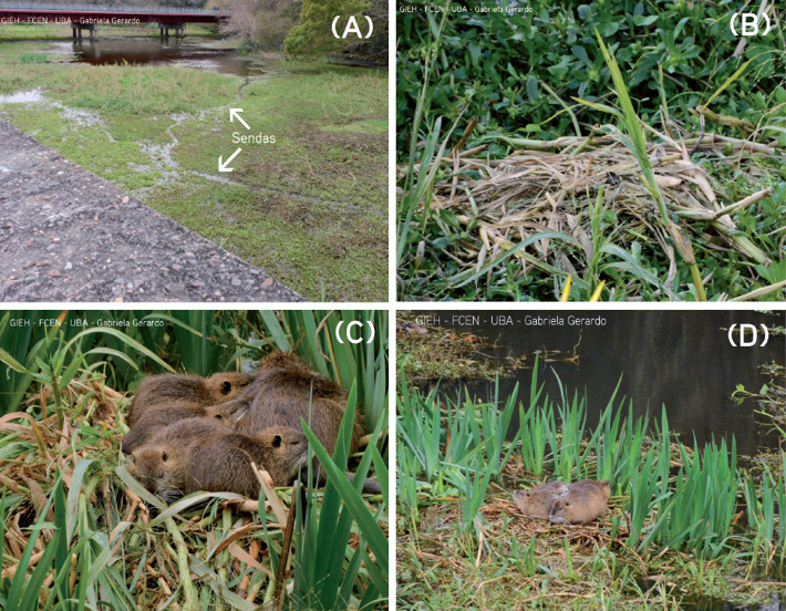 Signs of coypu presence at the Ciudad Universitaria Costanera Norte Ecological Reserve, Buenos Aires. Photos: Gabriela Gerardo.