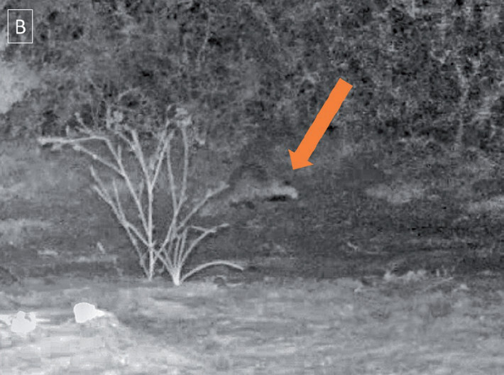 Captura de video obtenido mediante cámara trampa donde se observa un ejemplar de Lyncodon patagonicus en el Parque Nacional Talampaya, La Rioja, Argentina. La flecha indica la mancha negra en la nuca característica de la especie.