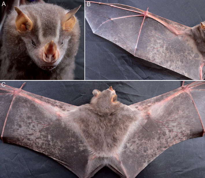 Piebaldism in Artibeus lituratus. (A) head; (B) part of the venter and right wing; (C) dorsal view. Depigmentation is visibly present on the ear, nasal leaf, face, wings, ventral and dorsal views.