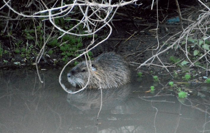 Myocastor coypus individual observed in the Locality of Pirquitas, Catamarca, Argentina. Photo: Tomás Carranza Perales.