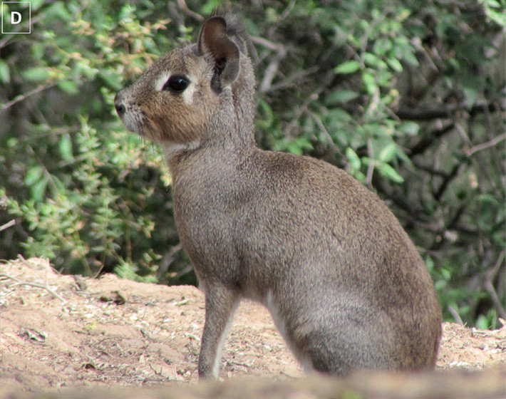 Ejemplar adulto de conejo de los palos (Dolichotis salinicola) fotografiado en la provincia de San Luis, Argentina