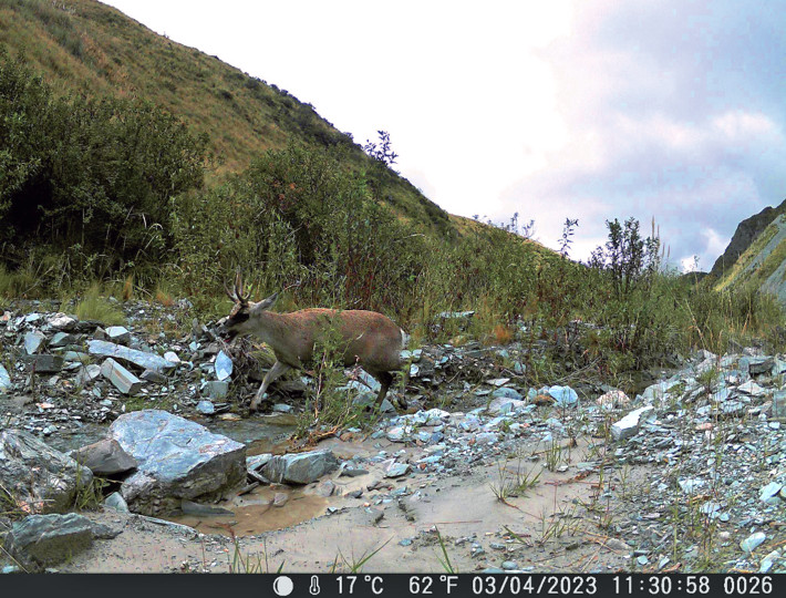 Adult male of Hippocamelus antisensis recorded by a camera trap in Capayán department, Catamarca, Argentina