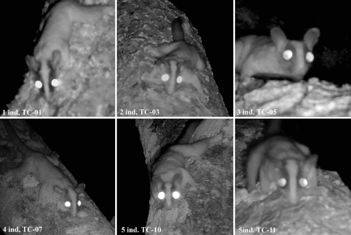 Individuals of Glironia venusta identified in canopy camera traps at the Alta Vista Tropical Dry Forest Study Center, Bolivia
