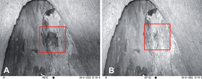 A) Chrotopterus auritus in a hollow ombu tree recorded on August 21, 2022; B) Desmodus rotundus resting in the same tree on August 21, 2022. Photo: Proyecto Mirikiná (Owl Monkey Project), Formosa, Argentina.