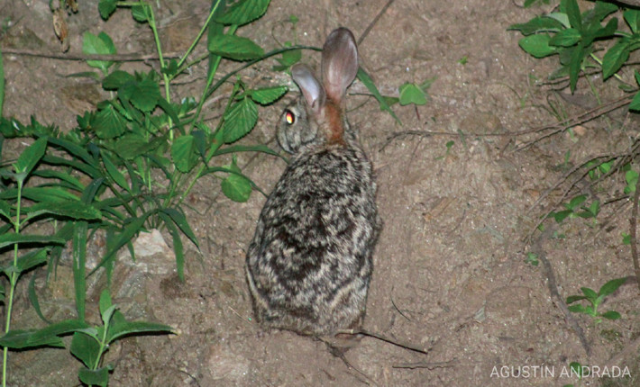 Specimen of tapetí (Sylvilagus brasiliensis) recorded in the Sierra de Alijilán, province of Catamarca, Argentina