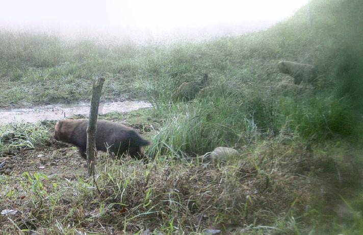 Camera trap recording of Speothos venaticus in Parque Sesc Serra Azul, Mato Grosso, Brazil