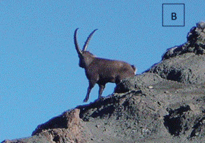 Capra ibex specimen in the Chapelco mountain range (Argentina). Photo: Damián Peña.