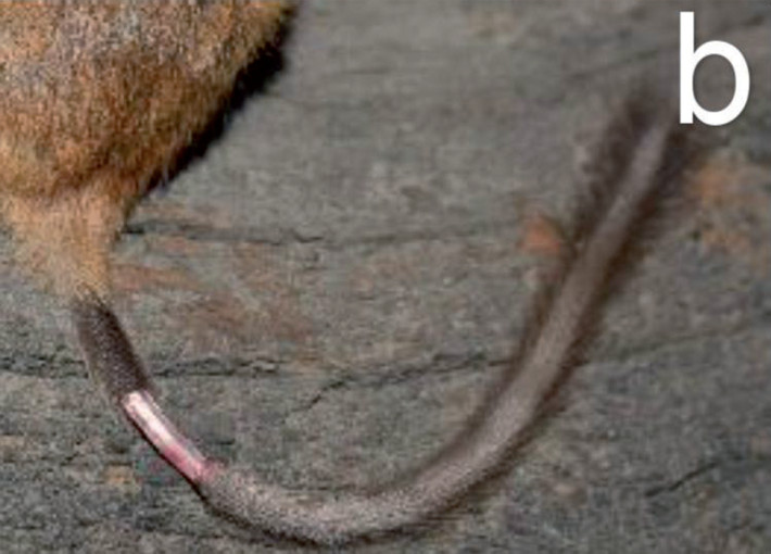 Example of caudal autotomy in a specimen of Nyctomys sumichrasti from La Venta, Francisco Morazán, Honduras