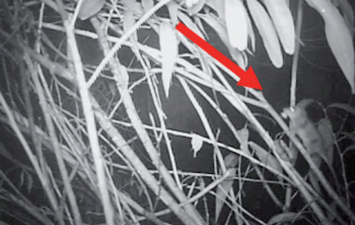 Individual of Dromiciops gliroides (arrow) recorded by a camera trap in Los Alerces National Park, Chubut, Argentina