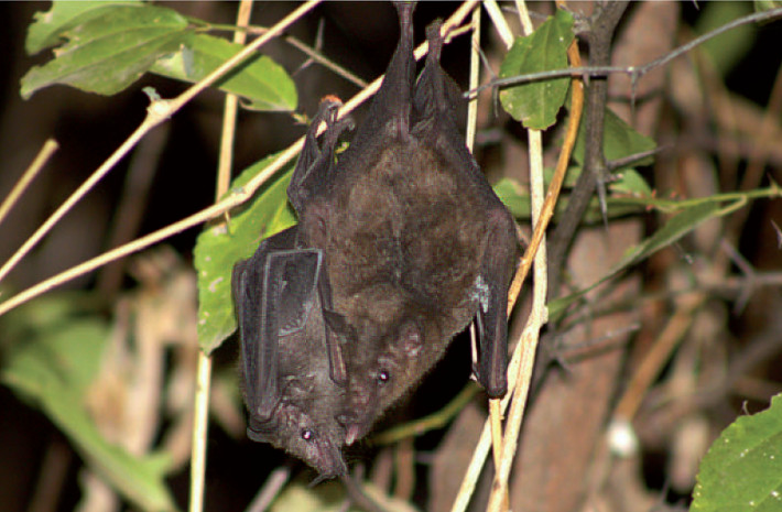 Preening behavior between two Lonchophylla hesperia bats at Coto de Caza El Angolo, NE Peru. Photo: Luiggi A. Carrasco-Escudero.