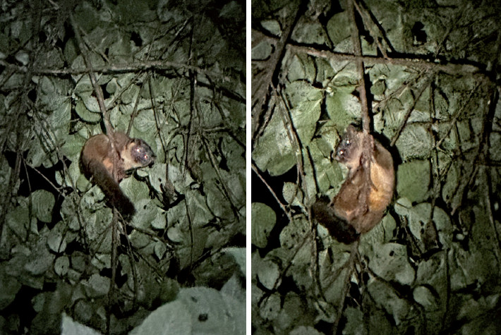 Photographs of Bassaricyon alleni recorded at the Integral Management Area and National Park Cotapata, Bolivia