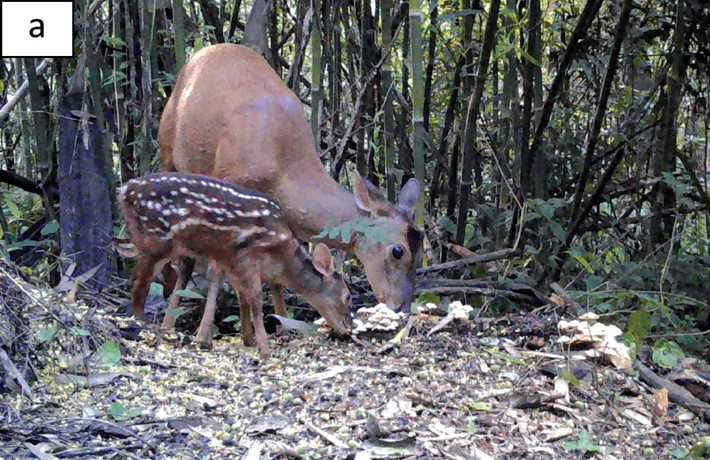 Mazama rufa doe and fawn consuming mushrooms at Iguaçu National Park, Brazil