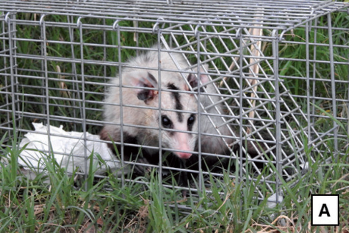 Comadreja overa (Didelphis albiventris) leucística capturada en Godoy Cruz, Mendoza, Argentina.