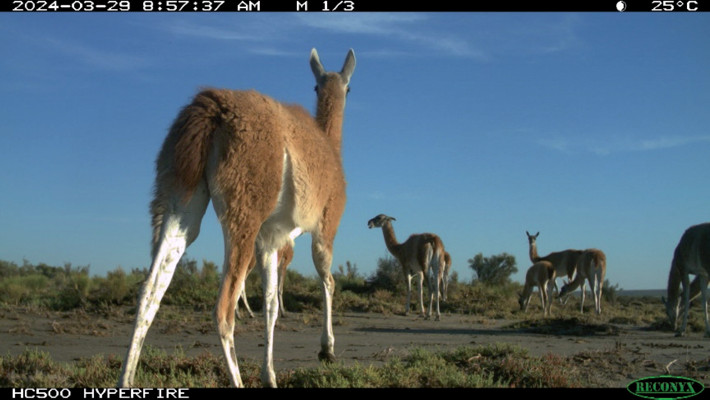 Camera trap photograph of a family group of guanacos in a ranch in southern Buenos Aires, Argentina