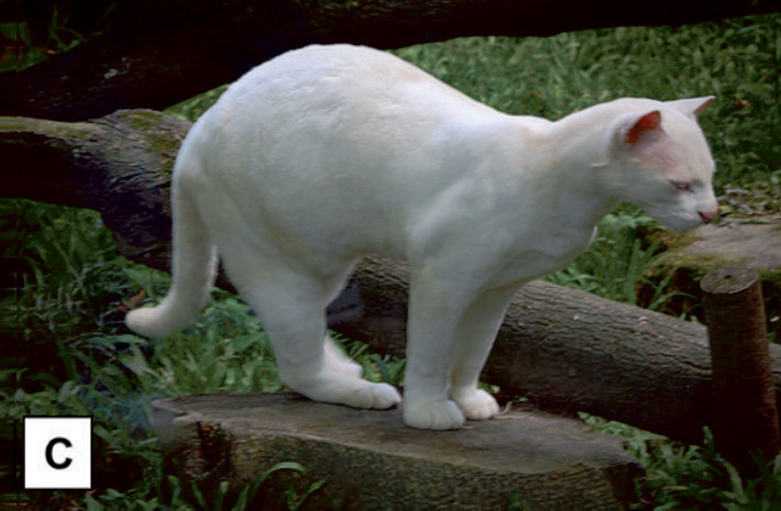 Female albino ocelot at Parque de la Conservación Medellín, Colombia. Photo: Julián Arango Lozano.