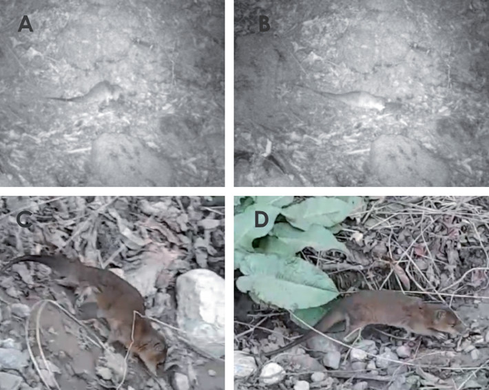 Video captures of Lutreolina massoia in the Quebrada de los Laureles, Paclín (A and B) and Aconquija locality, Andalgalá (C and D), Argentina