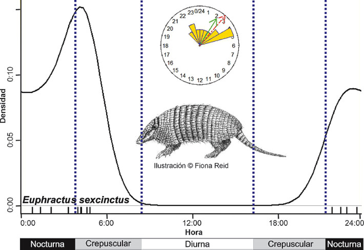 Daily activity rhythms of Euphractus sexcinctus in ANP La Esmeralda, Entre Ríos, Argentina