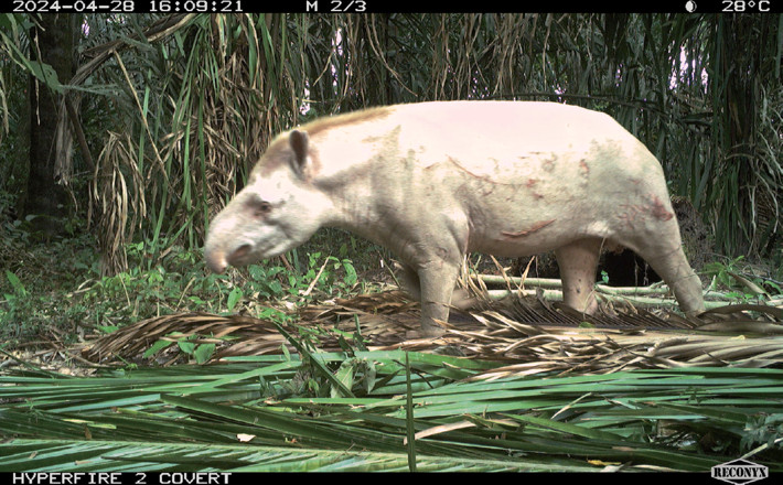 Leucistic lowland tapir (Tapirus terrestris) in the rural area of the municipality of Arauca, Colombia.