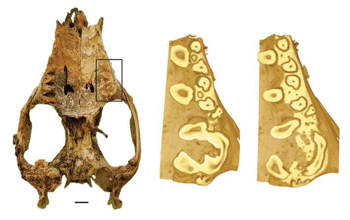 Crânio de Monodelphis domestica mostrando a fusão dos molares esquerdos, e imagens de microtomógrafo de corte dos molares esquerdos, mostrando a fusão da dentina e das raízes de M3 e M4
