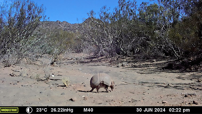Camera trap photo of Tolypeutes matacus in the Valle Fértil department, San Juan, Argentina