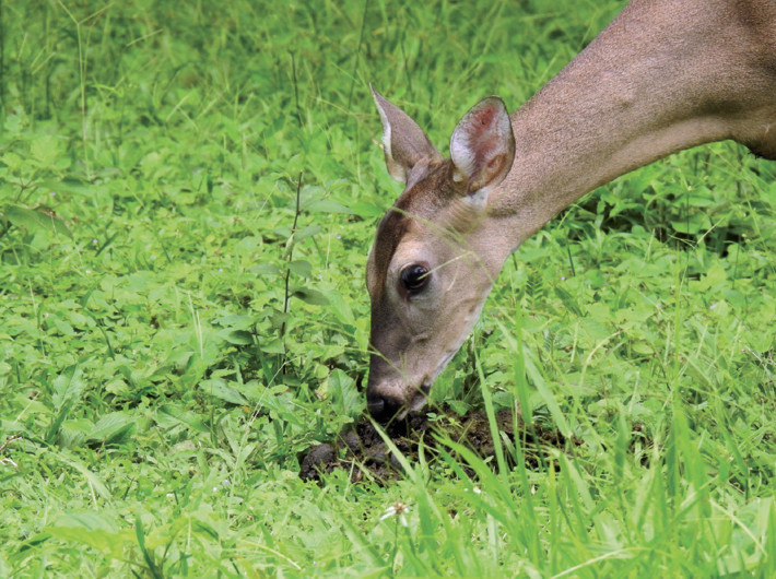 A female white-tailed deer (Odocoileus virgninianus) feeding on horse feces at Finca Cerritos, Guanacaste province, Costa Rica. Photo: Juan de Dios Astorga.