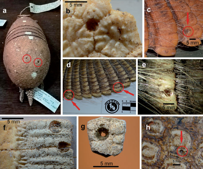Perforaciones por pulgas en diferentes armadillos de Argentina
