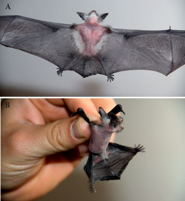 Vistas dorsal (A) y ventral (B) de un individuo alopécico de Myotis nigricans colectado en la ciudad de Manizales, Colombia.