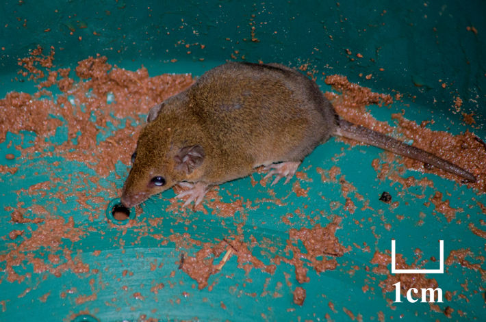 Indivíduo de Monodelphis kunsi capturado por meio de armadilha do tipo Pitfall. Foto: Rafael Martos Martins.
