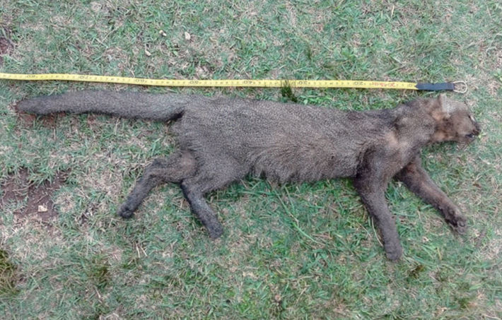 Ejemplar de yaguarundí (Herpailurus yagouaroundi) atacado por perros cerca del río Yaguarón, República Oriental del Uruguay.
