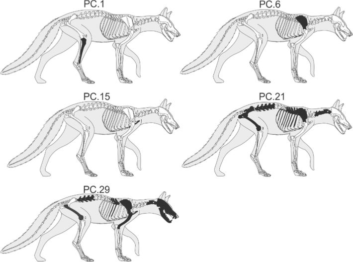 Representación gráfica de los restos de zorro (Lycalopex gymnocercus) identificados en heces de Puma concolor colectadas en el Parque Nacional Sierra de las Quijadas, Argentina