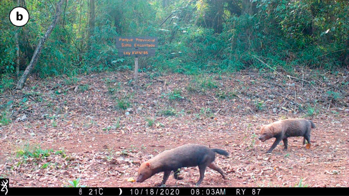 Fotografía del zorro pitoco (Speothos venaticus) registrada en el Parque Provincial Salto Encantado del Valle del Arroyo Cuñá Pirú, Misiones, Argentina