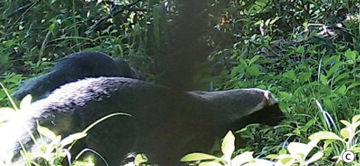 Ejemplares de Galictis vittata captados con trampas cámara en la provincia de Misiones. Foto: Red Yaguareté.