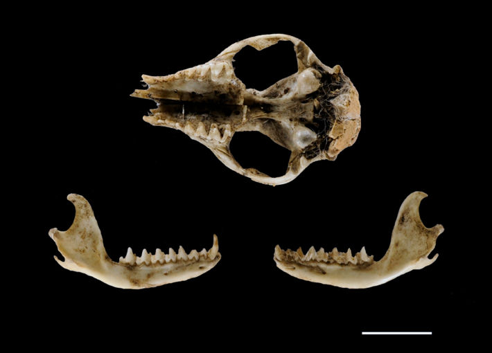  Cráneo y mandíbulas de Lestodelphys halli halladas en egagrópila de Tyto furcata