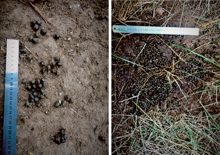 Fotos de heces de Mazama gouazoubira (izquierda) y de Axis axis (derecha)