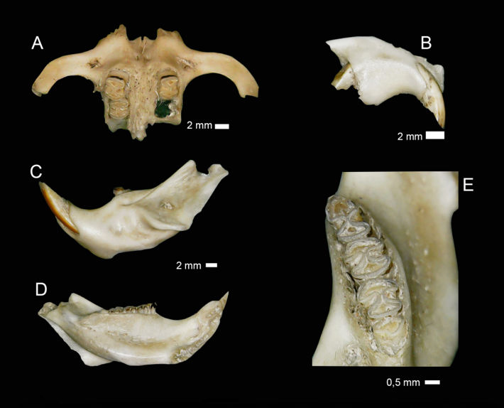 Restos craneomandibulares de Tympanoctomys sp. contenidos en egragrópilas de Athene cunicularia (estancia La Providencia, Córdoba, Argentina)