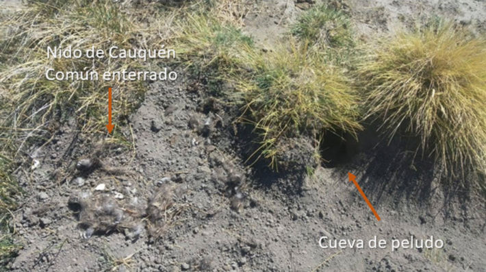 Nido de cauquén común Chloephaga picta en el noroeste de la provincia de Santa Cruz, depredado por el peludo Chaetophractus villosus