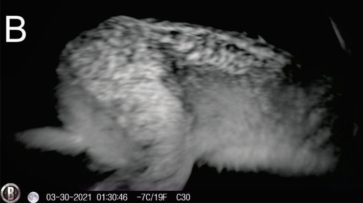 Registro fotográfico de liebre europea (Lepus europaeus) en la Reserva Provincial Laguna Brava, La Rioja, Argentina