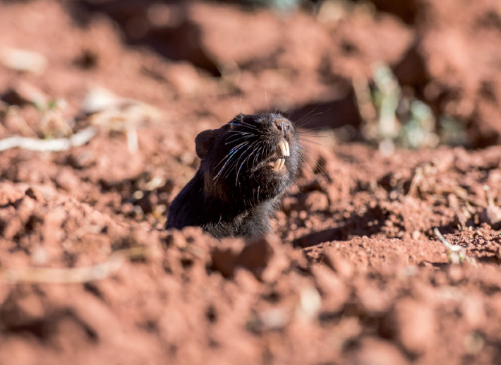 Cururo (Spalacopus cyanus) observed in Estancia Los Manantiales, San Juan, Argentina. Photo: Carloncho Guerra.