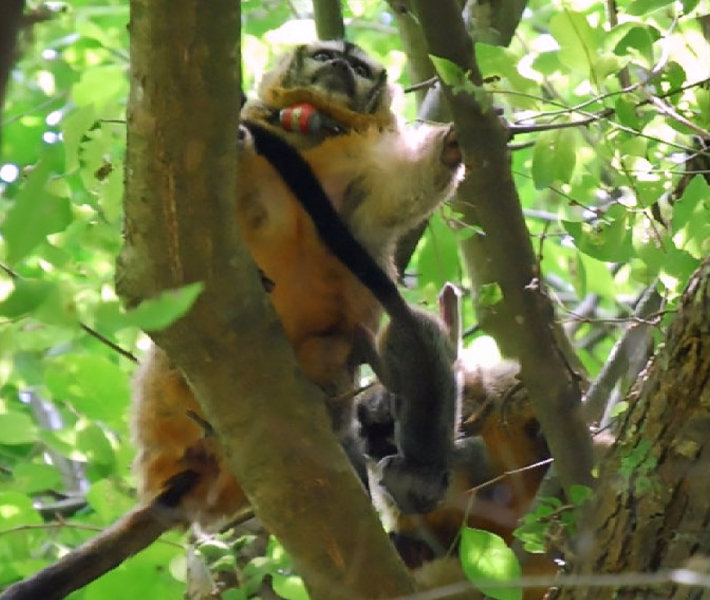 A radio-collared Azara's owl monkey female from Estancia Guaycolec, Formosa Province, Argentina, transferring an infant to the adult male after a nursing bout. Photo: M. Corley / Owl Monkey Project.