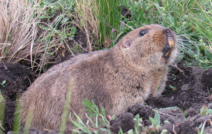 Ejemplar de Ctenomys osvaldoreigi