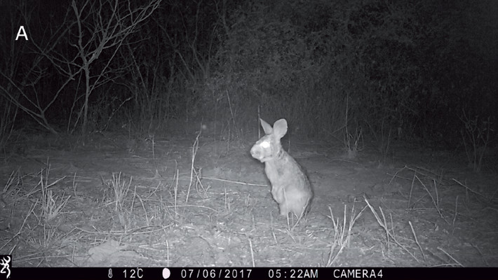 Individuo de Sylvilagus brasiliensis registrado mediante cámaras trampa en el norte de la Provincia de Córdoba, centro de Argentina.