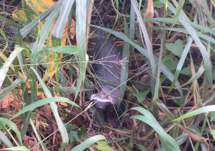 Foto de Galictis vittata en una zona urbana (colonia Arboledas) de la ciudad Heroica Cárdenas, Tabasco, México
