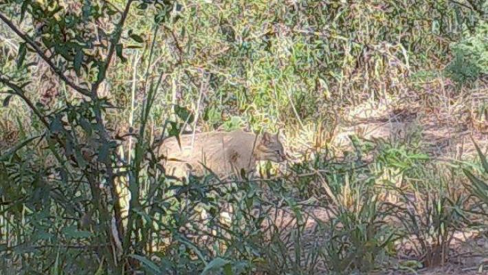 Foto de Leopardus colocola capturada por trampas cámara en Santiago del Estero, Argentina