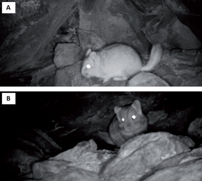 Fotografía y captura de video tomado con trampa cámara de un ejemplar de Chinchilla chinchilla en Argentina
