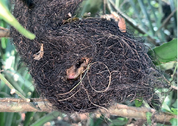 Cryptonanus chacoensis individual found in a Cacicus chrysopterus nest