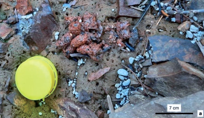 Heces de Lontra provocax en las costas del embalse Alicurá (región del Comahue, Argentina)