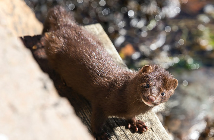 Visón americano (Neogale vison). Foto por Nibman (Pixabay).